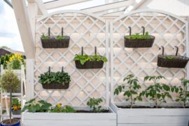 A vertical garden with two white lattice panels with garden boxes at the bottom. There are hanging baskets on the lattice.