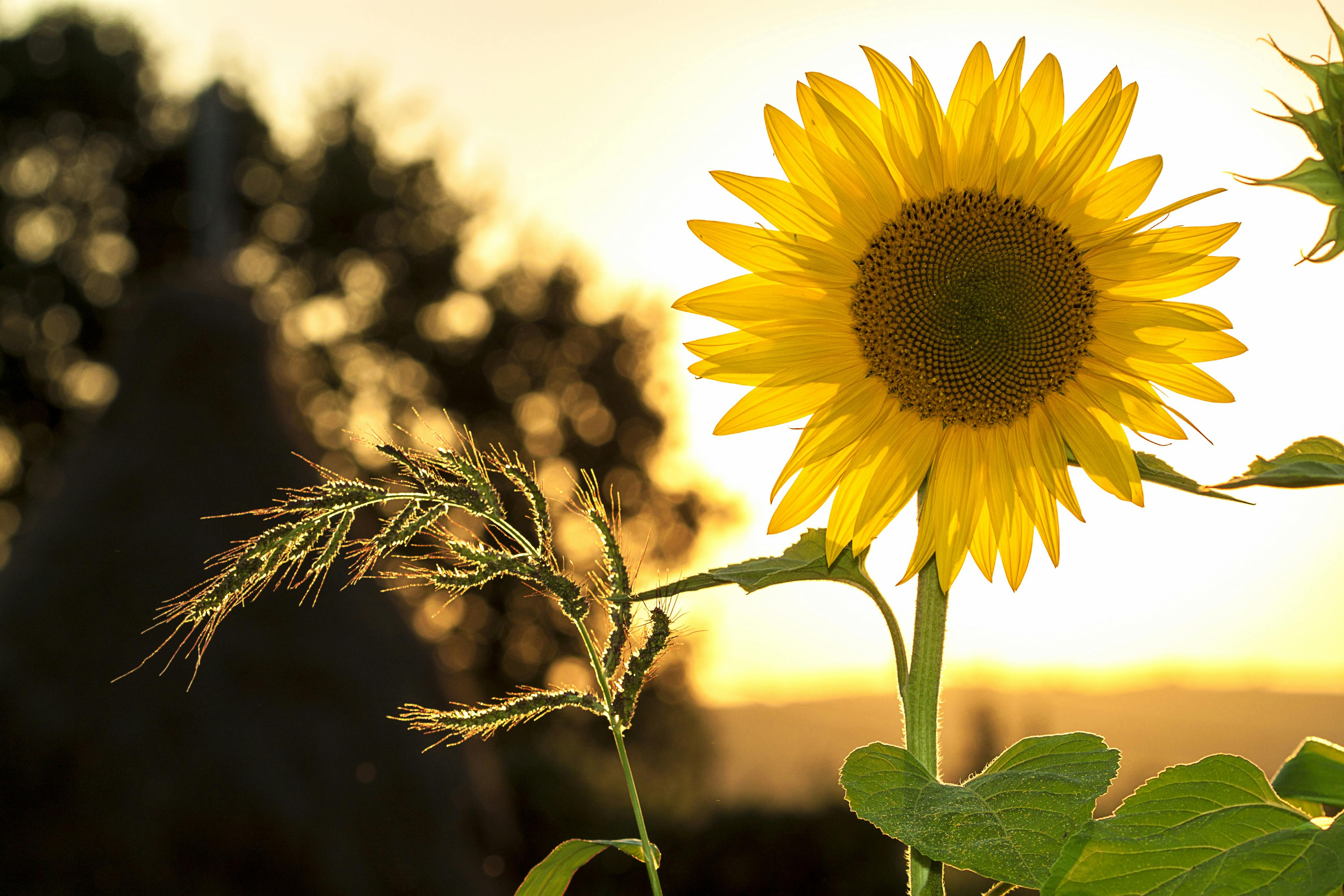 Home and Garden Improvements That Will Enhance Your Home This Summer
