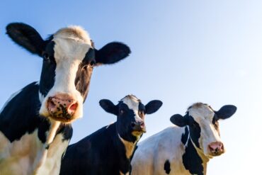 Three cows staring at the camera. The sky behind them in a beautiful shade of blue and they have white hair down their noses.