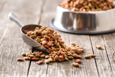 A close-up of a metal scoop filled with dry pet food near a matching metal bowl sitting on a wooden floor.