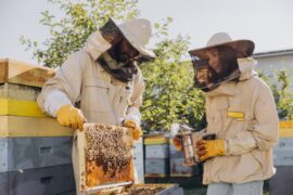 A woman and a man are outside in full beekeeper safety gear and are being swarmed by bees as she inspects the honeycomb.