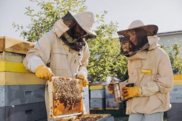 A woman and a man are outside in full beekeeper safety gear and are being swarmed by bees as she inspects the honeycomb.