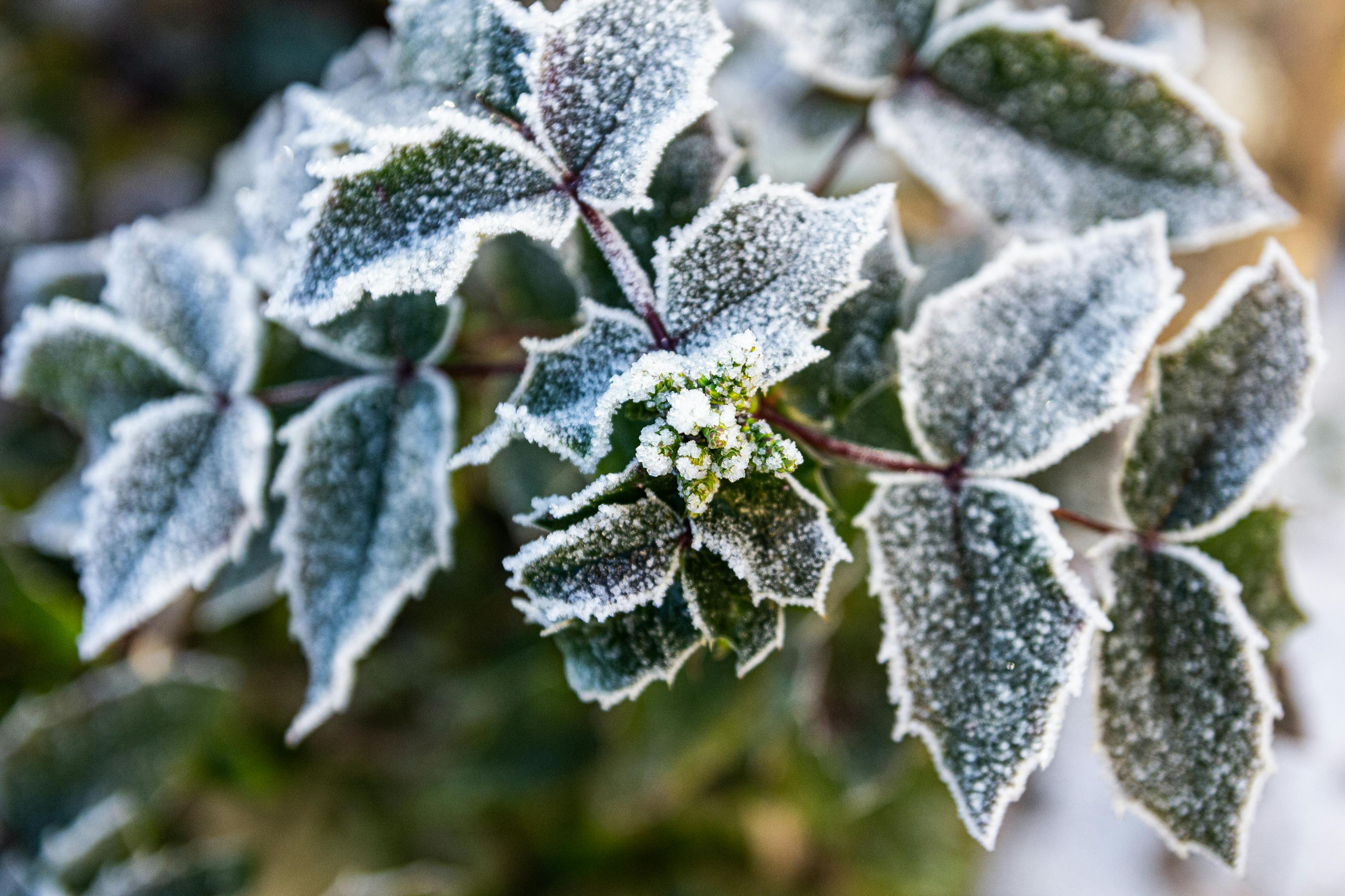 Some Ways To Work On Your Garden Before Winter