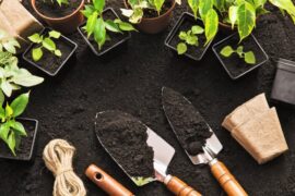 Eight small potted plants on a patch of soil. Gardening supplies are nearby, including hand tools and small containers.
