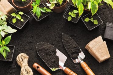 Eight small potted plants on a patch of soil. Gardening supplies are nearby, including hand tools and small containers.