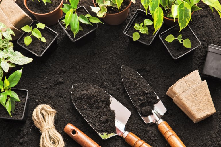 Eight small potted plants on a patch of soil. Gardening supplies are nearby, including hand tools and small containers.