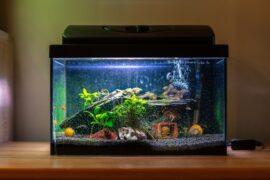 A small, black-rimmed fish tank filled with aquatic plants and driftwood sits on top of a wooden table.