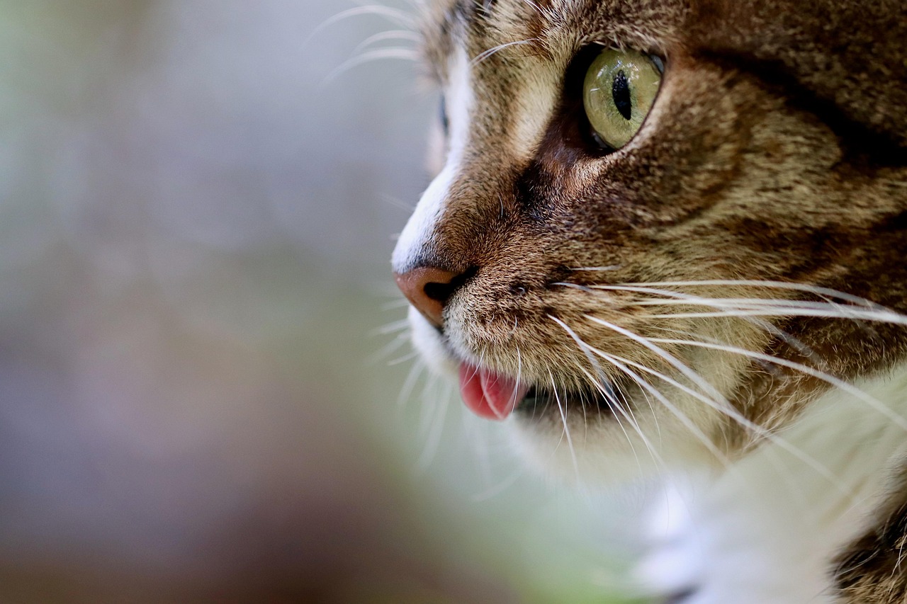 4 Things People Don’t Tell You Before You Get a Cat