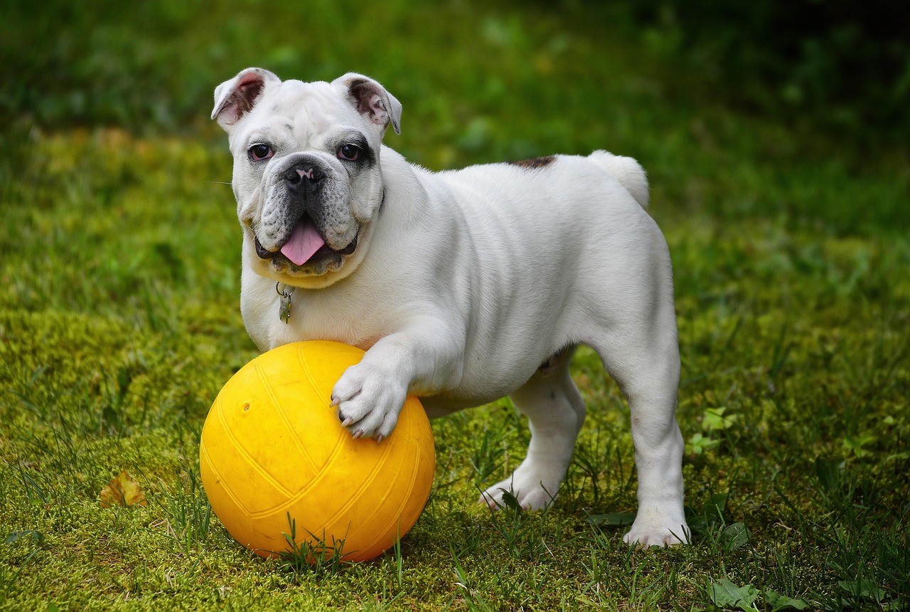 How To Truly Show Your Dog That They’re Man’s Best Friend