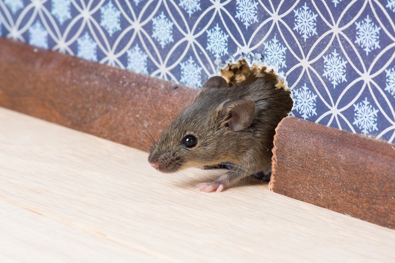 A small brown-gray mouse peeks from a hole in a wall with blue snowflake patterns, surrounded by rough wooden planks.