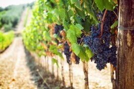 Ripe purple grape clusters hanging on a vine beside a wooden post, with sunlit vineyard rows fading into the distance.