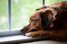 A large brown dog lies on a windowsill, gazing outside with a depressed, longing expression on its face.