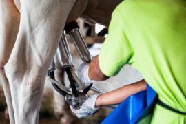 A close-up view shows a person wearing a bright-yellow shirt placing milking tubes on a cow's udders.