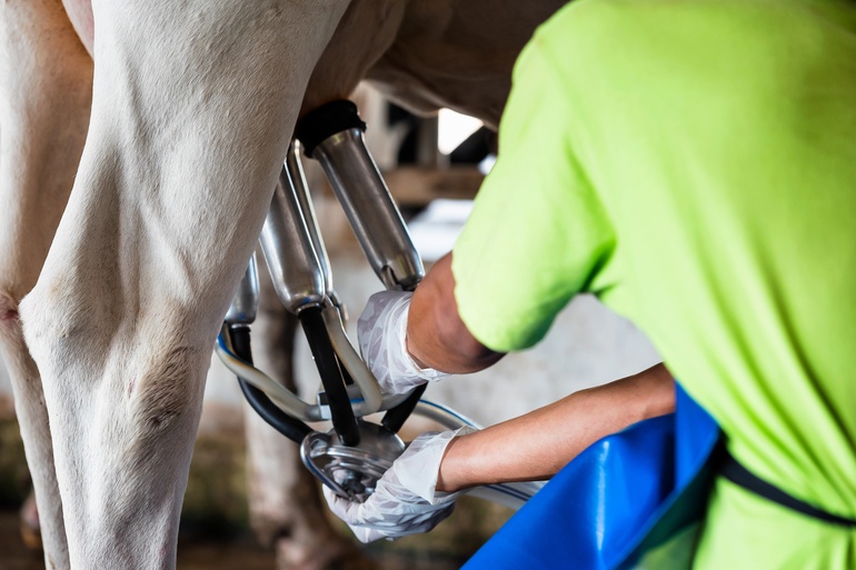 A close-up view shows a person wearing a bright-yellow shirt placing milking tubes on a cow's udders.