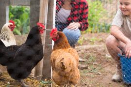 A woman and child crouching beside a wire chicken coop as several chickens stand on straw nearby behind fencing.