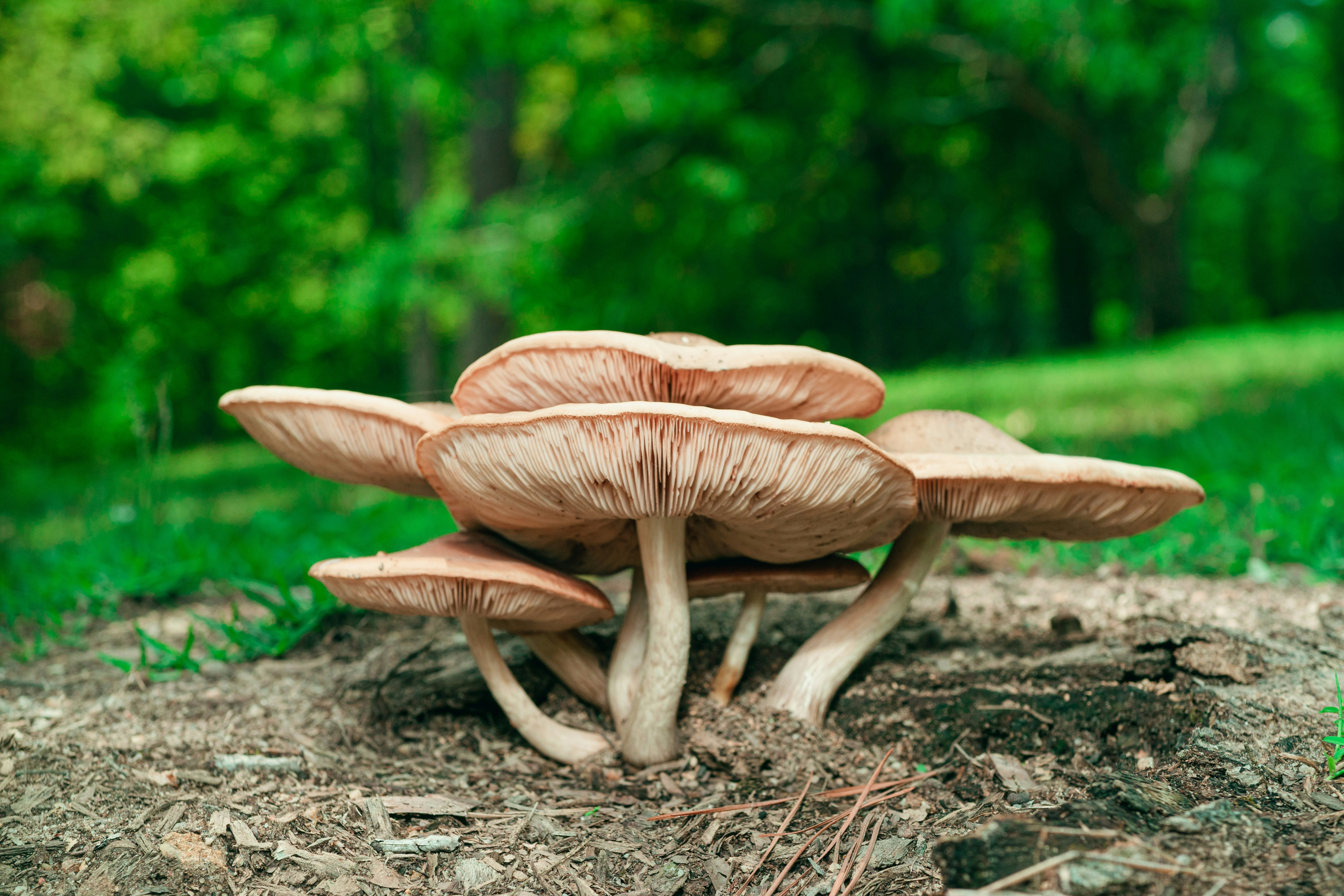 A Sustainable Hobby: Growing Food at Home